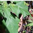 Pat Marchand-Smith - @BabblinCreek - Twitter