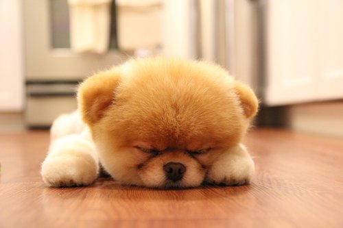 my pro file pic is my new puppy
