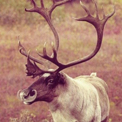 A Persistently Bearded Nitwit