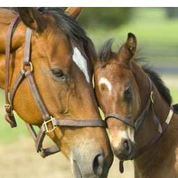 A French charity trying to save horses, ponies and donkeys, from neglect,abuse and the slaughter house. csa, is founded by a, British family, living in France.