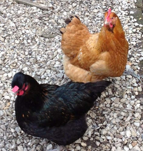 Retired!!!!   Medical Librarian, systematic reviewer interested in evidence based healthcare, history, re-enactment, chickens and reptiles!!