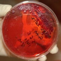 Zoonoses & EID (@zoonoticdisease) 's Twitter Profile Photo Zoonoses & EID (@zoonoticdisease) 's Twitter Profile Photo