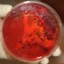 Zoonoses & EID (@zoonoticdisease) Twitter profile photo Zoonoses & EID (@zoonoticdisease) Twitter profile photo
