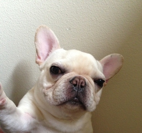 Barkley The Frenchie Profile