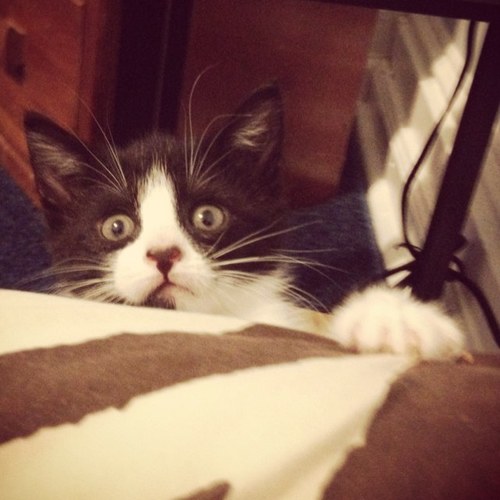 ImAKatBitch's profile picture. hey. im a cat. this is my life.