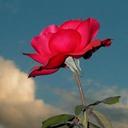Aysun Bakır (@0571Rana) Twitter
