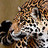 WMJHlibrary's profile image