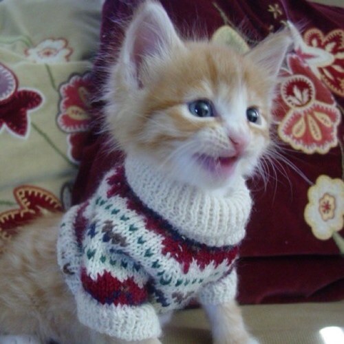 hustla_gangsta's profile picture. 