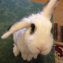 I'm a dwarf lop cross named Trouble, and I am boss. Everything everywhere is mine. I hate baths. I love wires. Ladies, form a queue. ;)