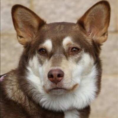 Corgi Husky Mix (@CorgiHuskyMix) | Twitter