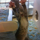 Merryn MacBean - @Metalbeans - Twitter