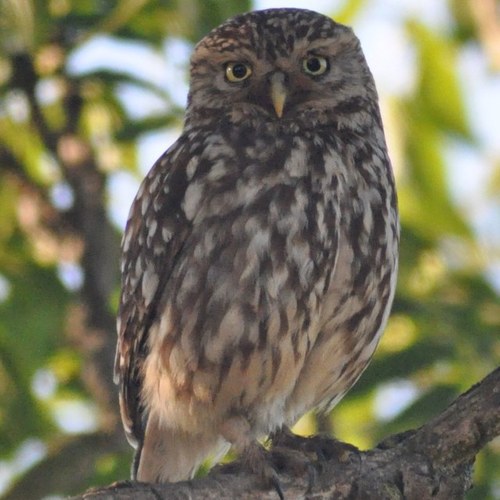 melapacha1999's profile picture. 