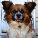 Daisy No Ellen Turk - @daisypapillon - Twitter