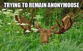 Imma moose, what r u?