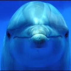 🐬🐶🎶📷🌏

detesto a los corruptos y la injusticia