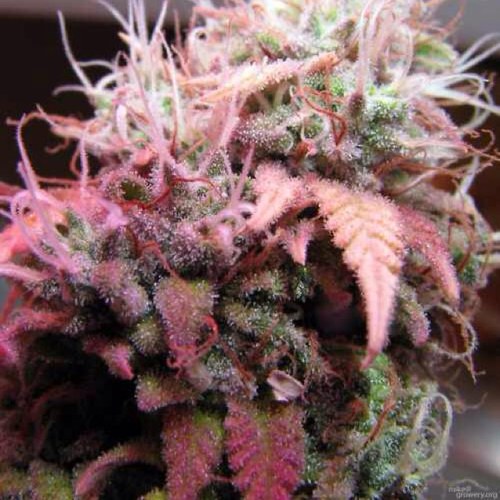 ℓook ℓike barbie,smoke ℓike marℓey