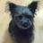 DiplomaticDog's profile image