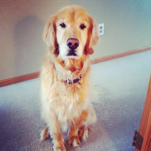 Most lovable dog in America.
