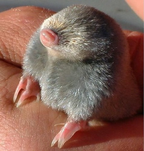 Mole