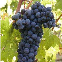 Tribidrag's profile picture. Ignored for centuries. Now giving the Zinfindel his due comeuppance. I am not primitive. I am Eastern European. Now hear me roar.