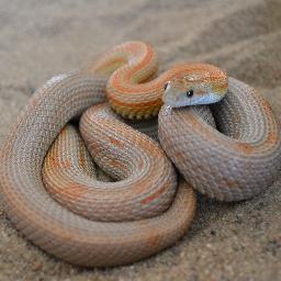 At 5 Star Serpents we work with quality hand selected colubrids.  Corns, kings, milks, house snakes, night snakes and gopher snakes.