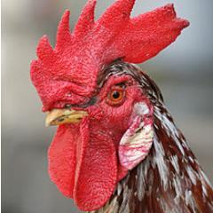 The_SoulSewer's profile picture. Chicklettes! Brosters! You found me!
Keep your beaks sharp and your feathers clean, folks!