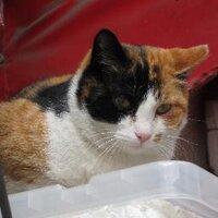 首都大の猫『数学のための英語教本』 (@shutodainohito) 's Twitter Profile Photo 首都大の猫『数学のための英語教本』 (@shutodainohito) 's Twitter Profile Photo