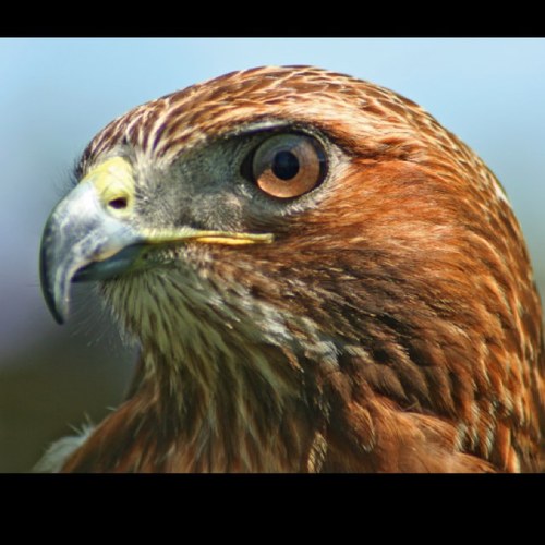 hawkdaddydolla's profile picture. 