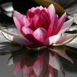 The best way out is always through.-Robert Frost