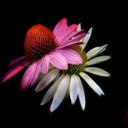 And now, this is the sweetest and most glorious day that ever my eyes did see.-Donald Cargill