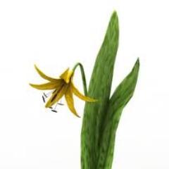 Every moment and every event of every man's life on earth plants something in his soul.-Thomas Merton