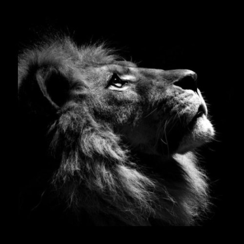 LightningHZ's profile picture. 