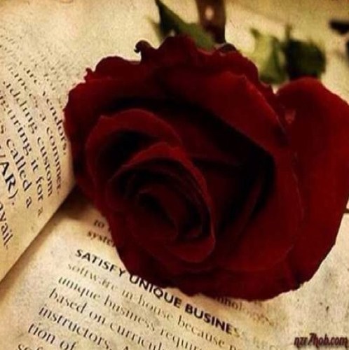 KFOvip's profile picture. احيان فيني صمت يصعب علي البوح وحيان فيني بوح يكسر سكوتي ،، ( اللهم أحفظ لي أمي )