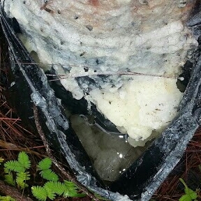 Pine Resin Supplier