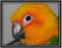 Useful Information about Conures for parrots fans. Free Membership Club!