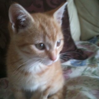 Meow im @ilovesunionj cat and i love sleeping meow!