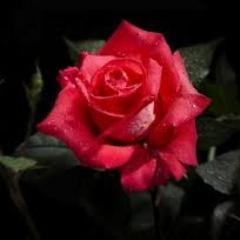 Be pleasant until ten o'clock in the morning and the rest of the day will take care of itself. - Elbert Hubbard