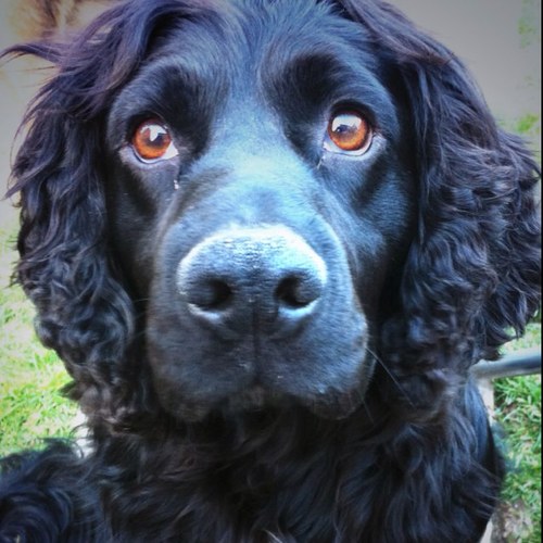 I'm a chunky, cheeky and charming 5yr old working type cocker spaniel. I live in Derbyshire with a right bunch of mongrels. RIP my man beans.
