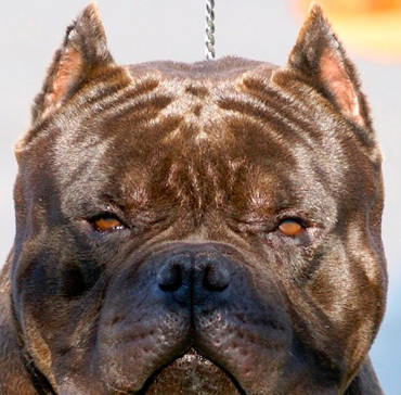 Hatybulls's profile picture. Criadero de American Bully en España Hatybulls
http://t.co/OvHqiroV2F