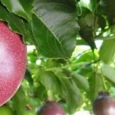 伊豆大島のパッションフルーツ No Twitter 梅雨のジメジメした日には 花の咲いた後に病気 が多発します 植物に寄生するカビによって腐敗が起こり 実になれずに落ちてしまいます なかなか悩ましい問題です 伊豆大島 パッションフルーツ Http T Co V90mqp21dh