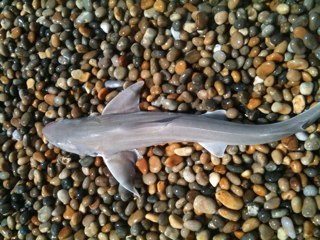 toddattaste's profile picture. Time to speak the truth in Dorset