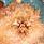 knoxie
