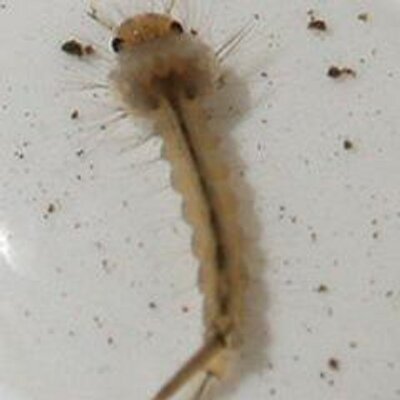 ボウフラ Boufura68 Twitter