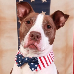 Pit bull ambassador and overall happy dude! Find us on Facebook: https://t.co/aTUvwrsgNe