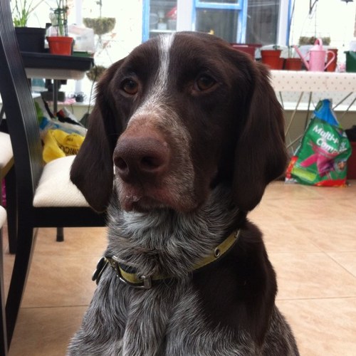 revhawkes's profile picture. Growing, showing and eating veg in the midlands.