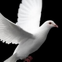 Philosophie de vie 🕊 (@philo2vie) 's Twitter Profile Photo Philosophie de vie 🕊 (@philo2vie) 's Twitter Profile Photo
