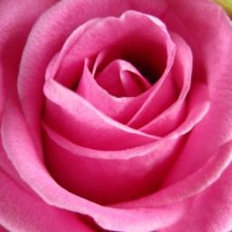 Herbal_Renegade's profile picture. Herbalism, nourishing food, seasonal changes, nature, sunshine, colours, traditions & simplicity.