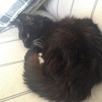 Jessica Fang (@weddingtvuk) Twitter profile photo
