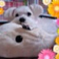 ありさ (@9115tiara) 's Twitter Profile