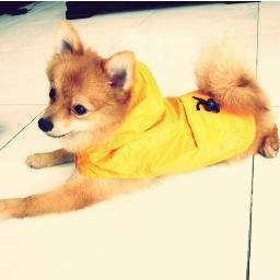 I'm a dog and I'm AWESOME krr B)